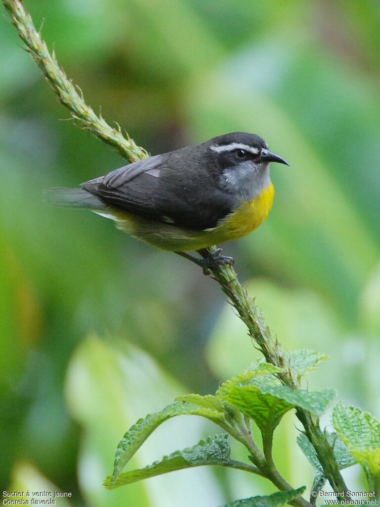 Sucrier à ventre jaune, identification