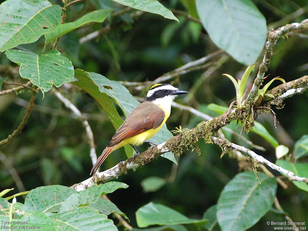 Great Kiskadee