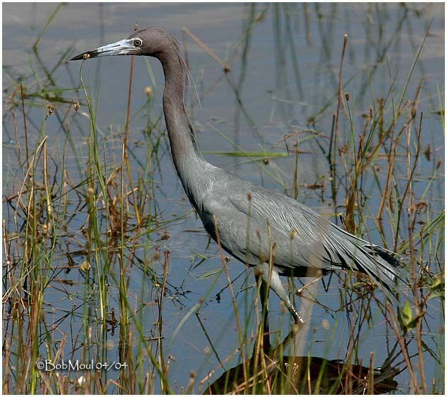 Little Blue Heronadult breeding
