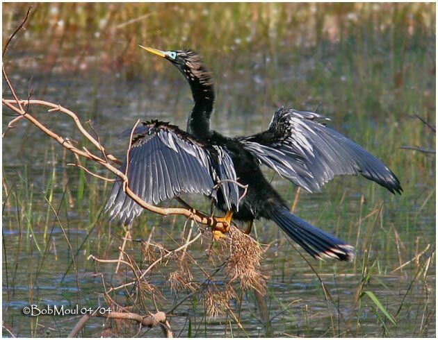 Anhinga male adult post breeding