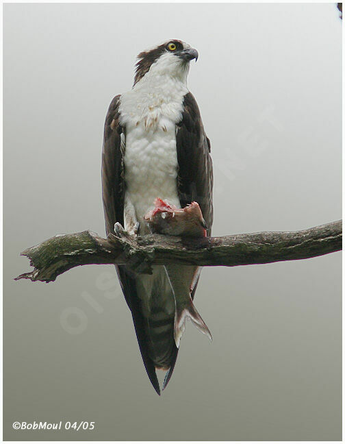 Balbuzard pêcheur