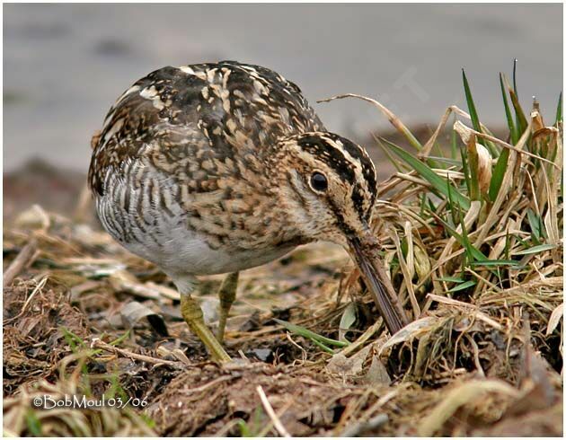 Common Snipe