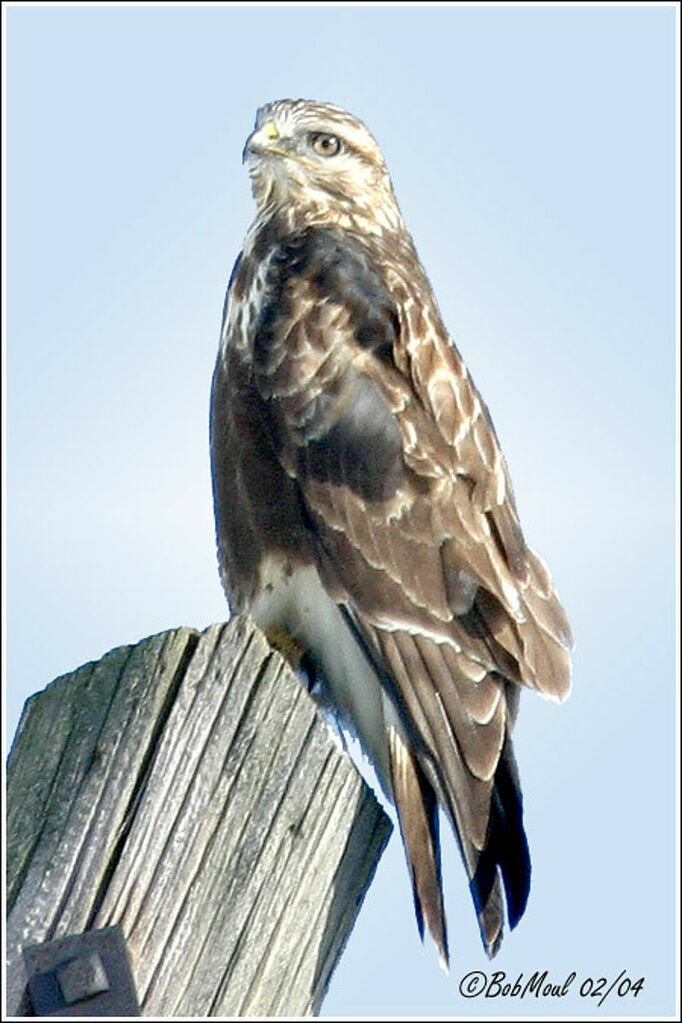 Rough-legged Buzzard