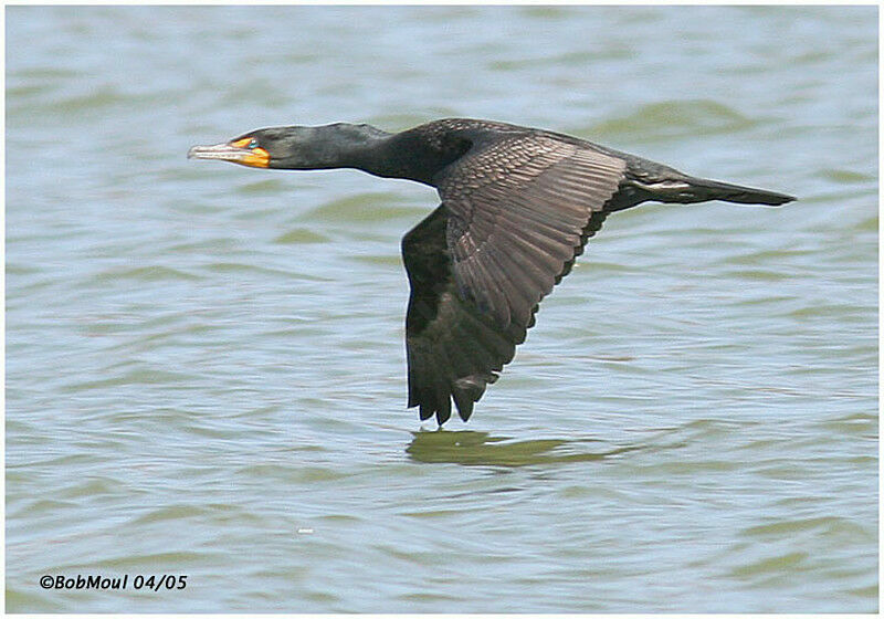 Cormoran à aigrettes