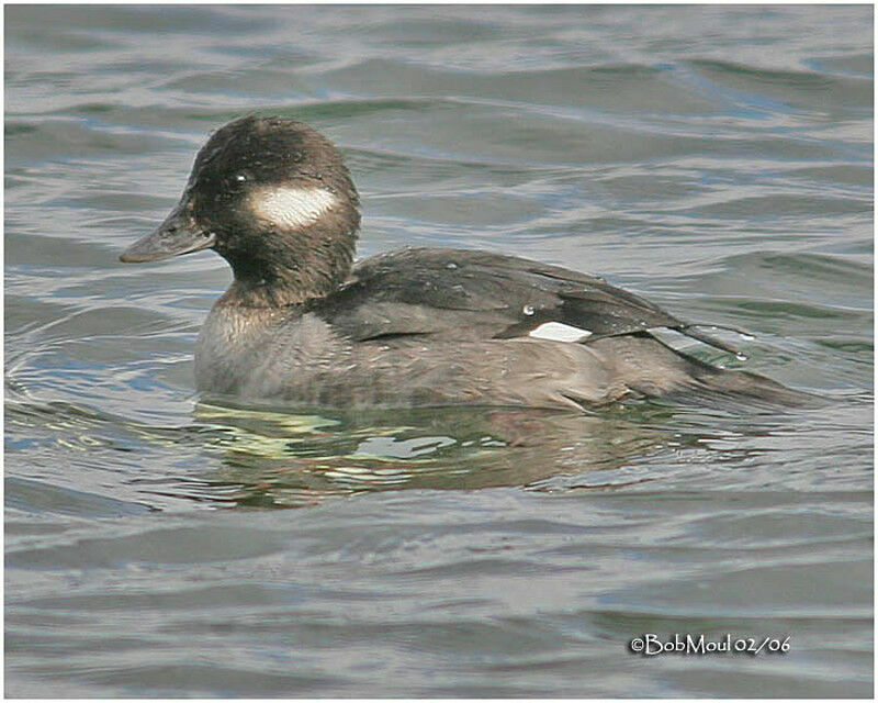 Bufflehead