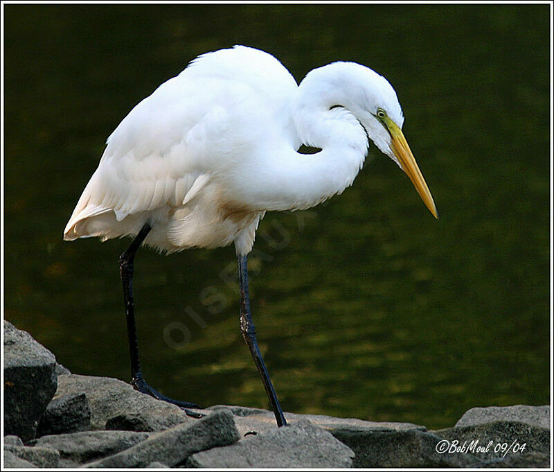 Great Egret