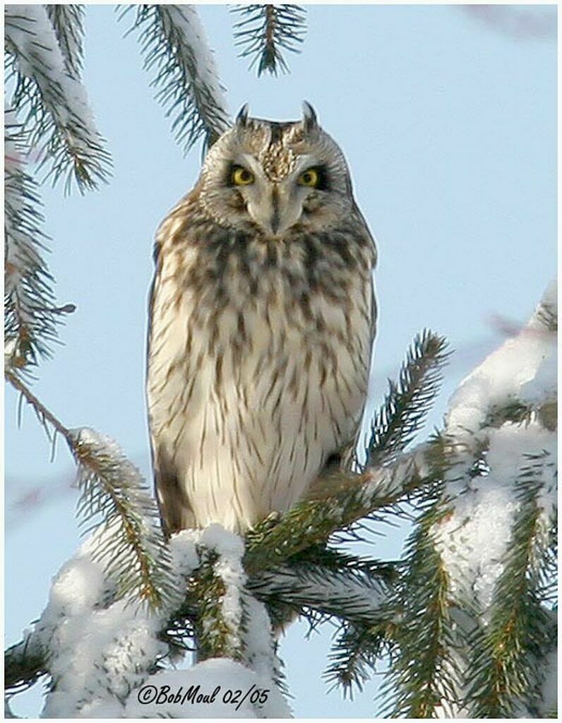 Short-eared Owl