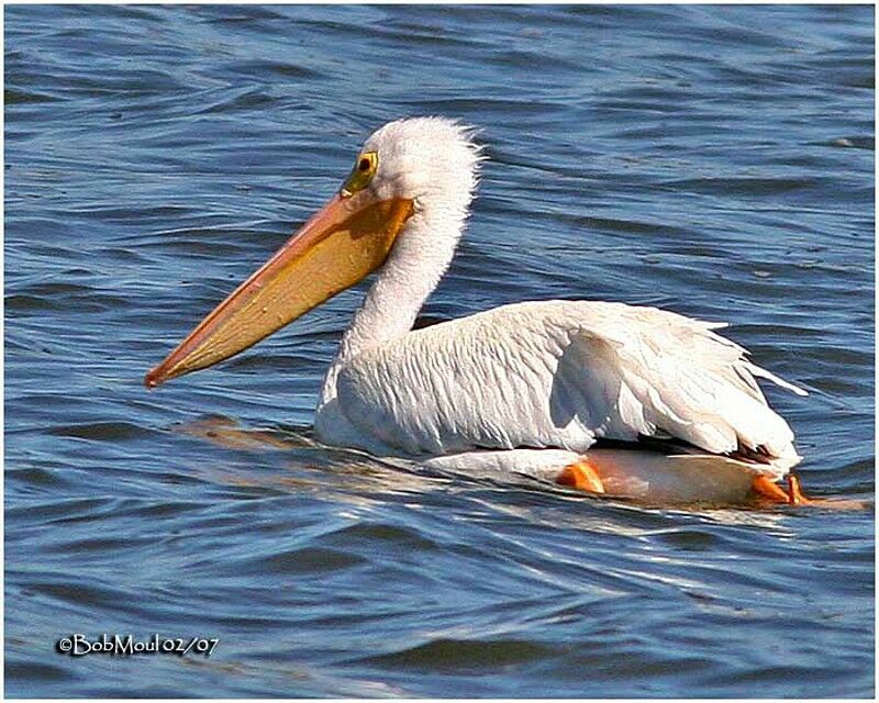 American White Pelican