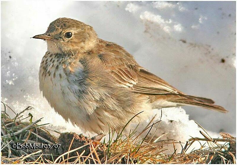 Pipit farlousane