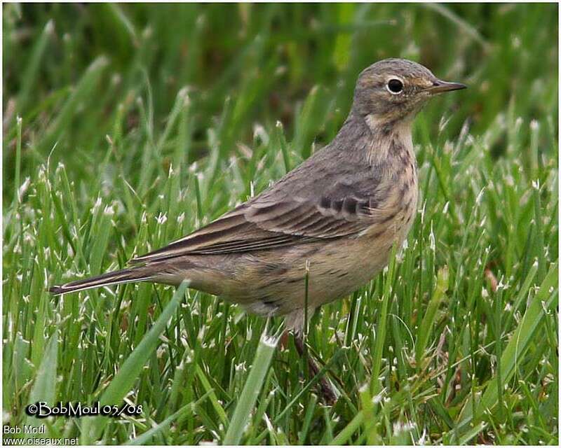 American Pipitadult breeding, identification