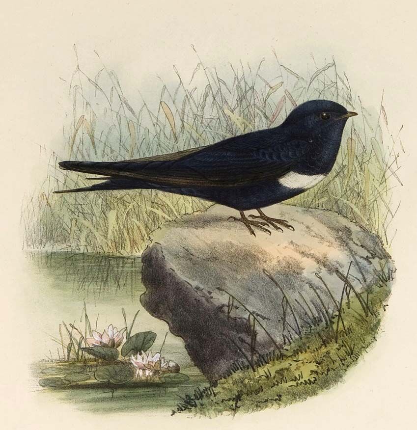 Hirondelle à ceinture blanche