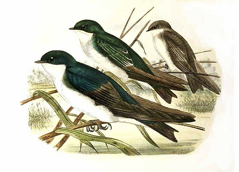 Tree Swallow