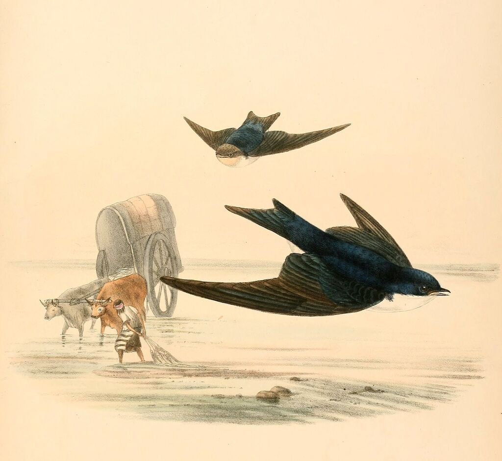 Blue-and-white Swallow