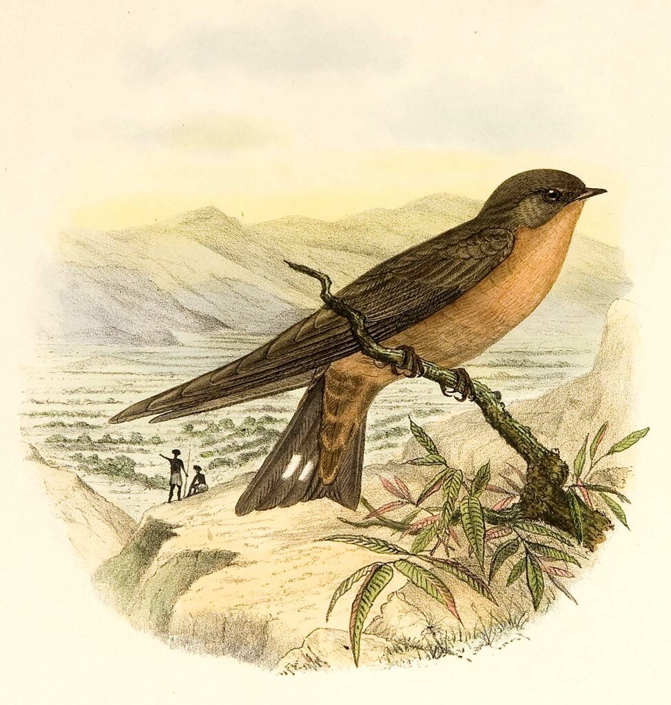 Red-throated Rock Martin