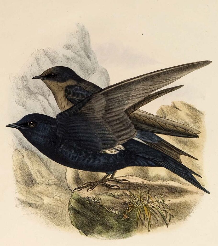Southern Martin