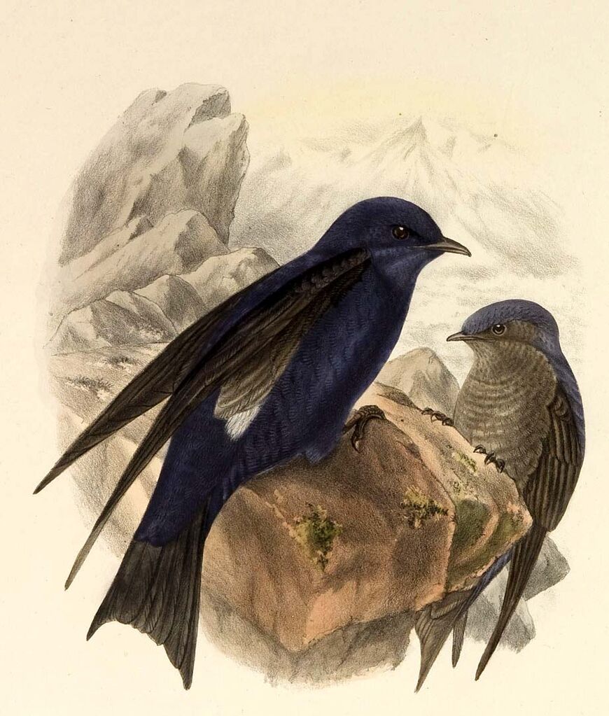 Hirondelle gracieuse
