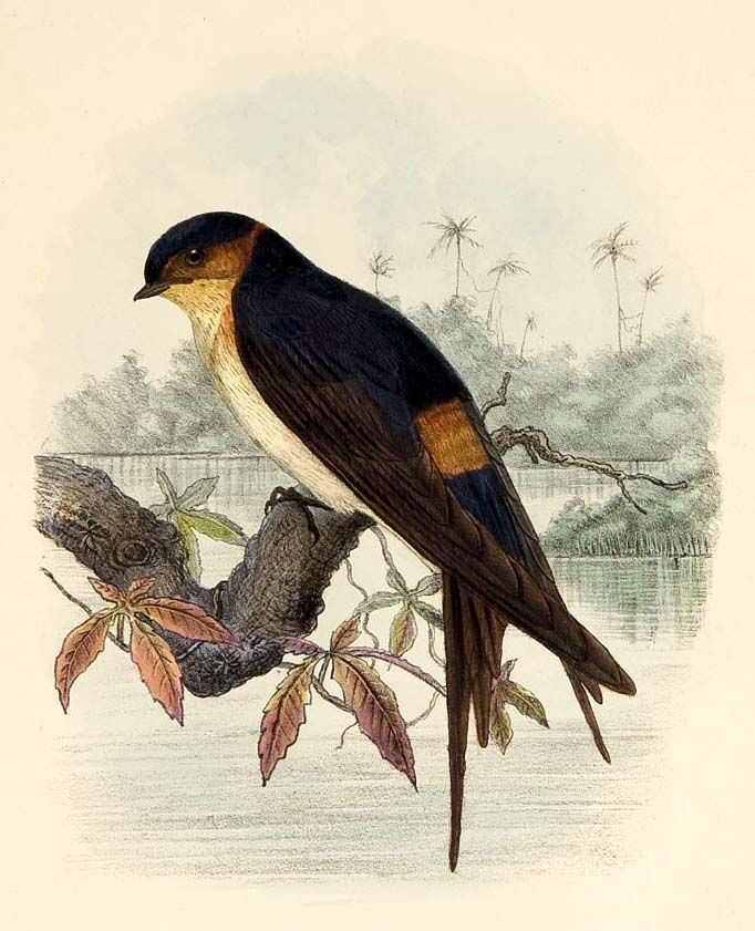 Hirondelle ouest-africaine