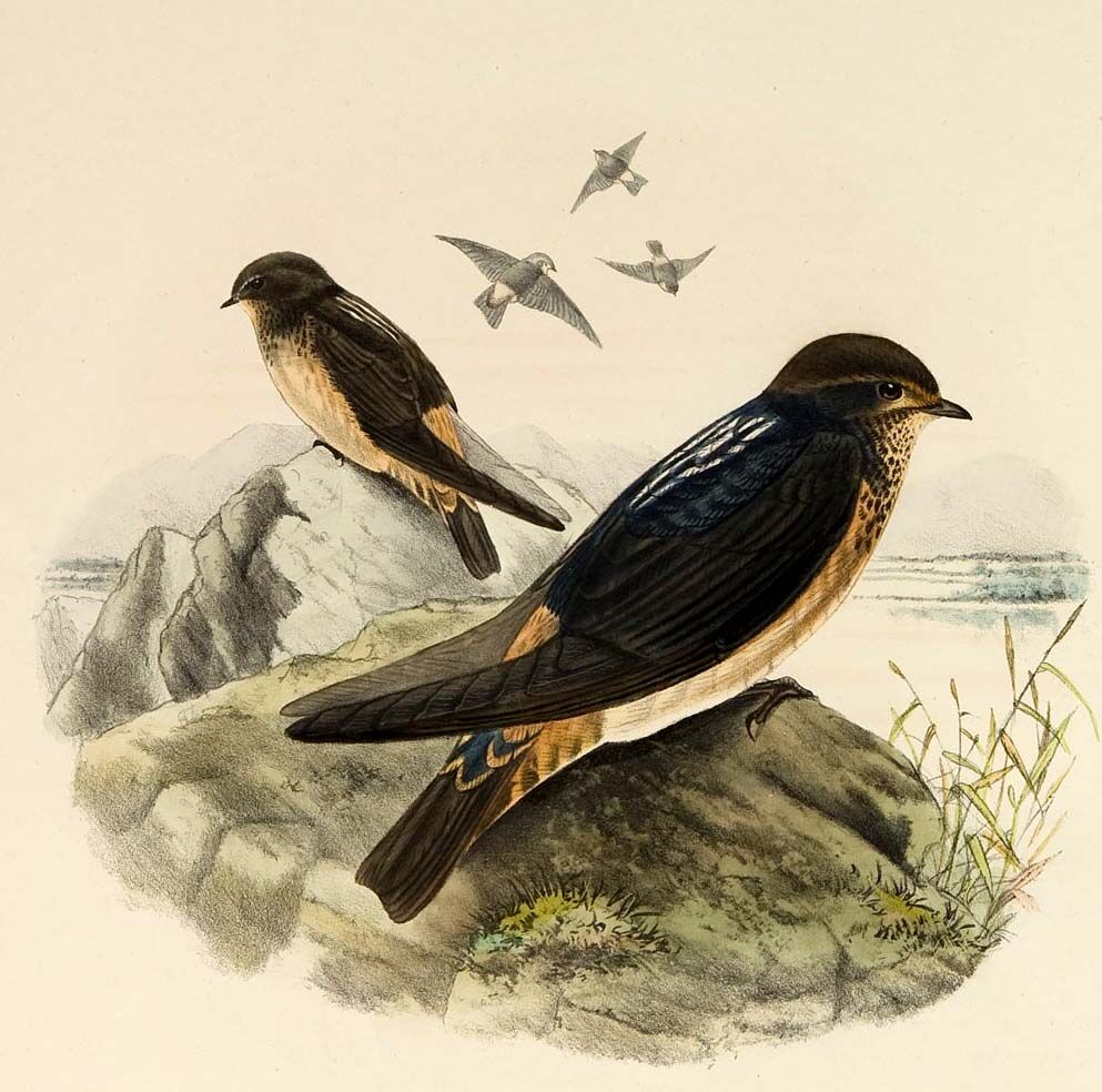 Hirondelle sud-africaine
