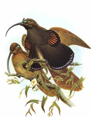 Paradisier d'Albertis