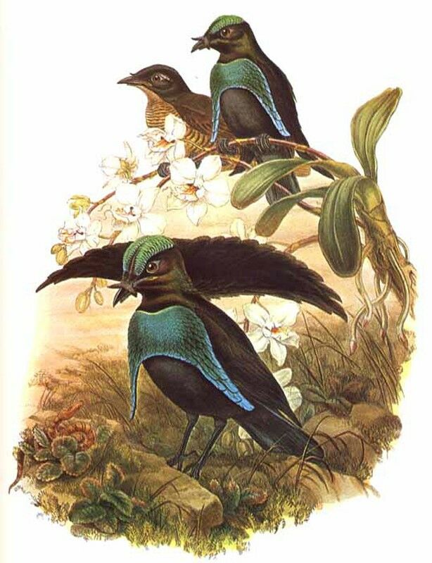 Vogelkop Lophorina