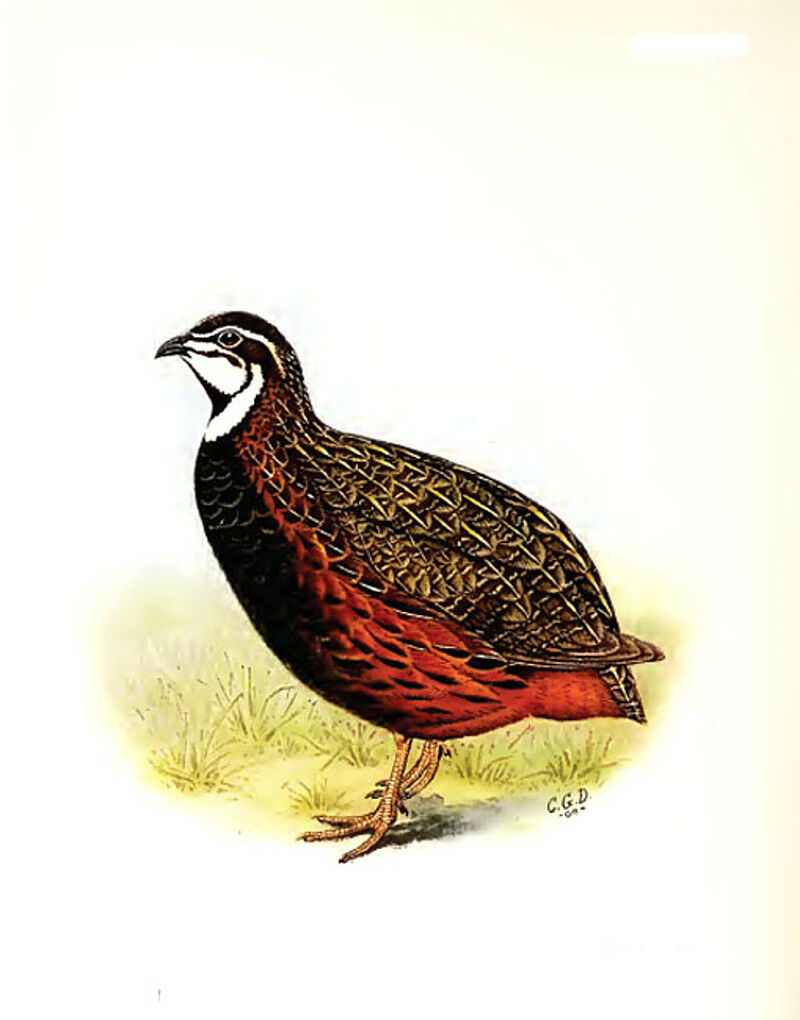 Harlequin Quail, identification