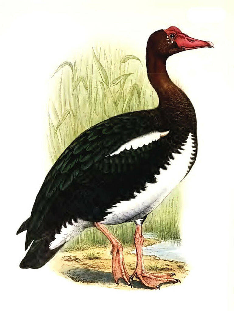 Spur-winged Goose