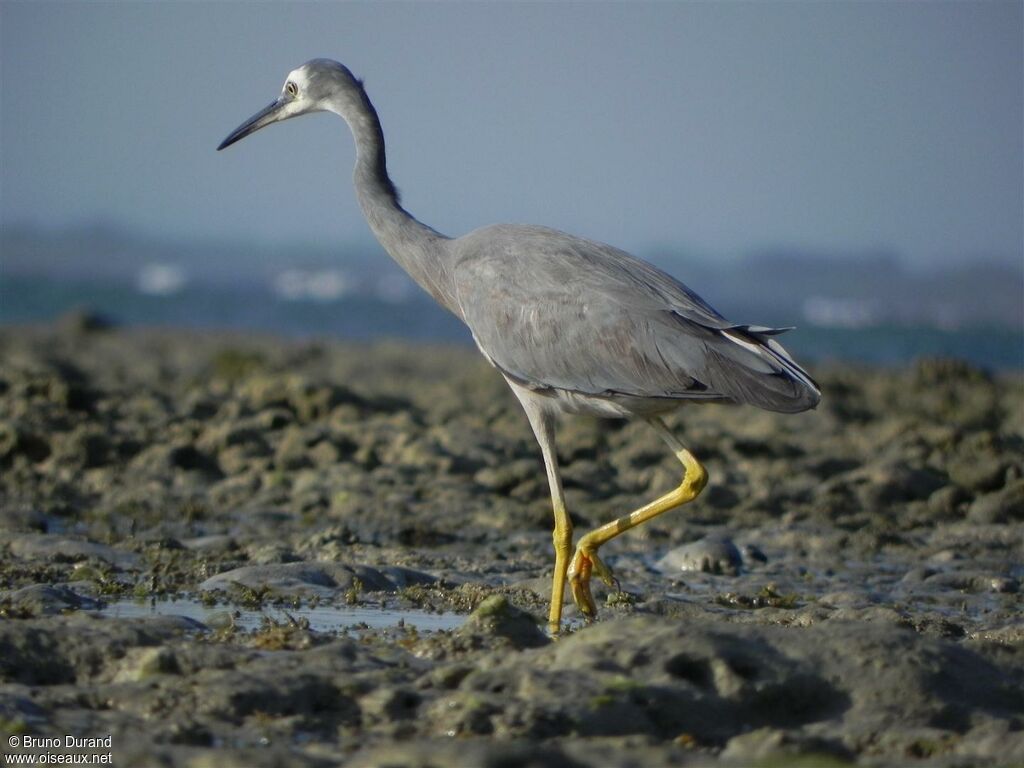 White-faced Heronadult, identification