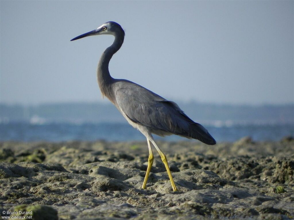 White-faced Heronadult, identification