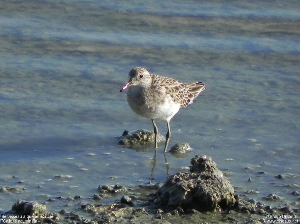 Sharp-tailed Sandpiper, identification