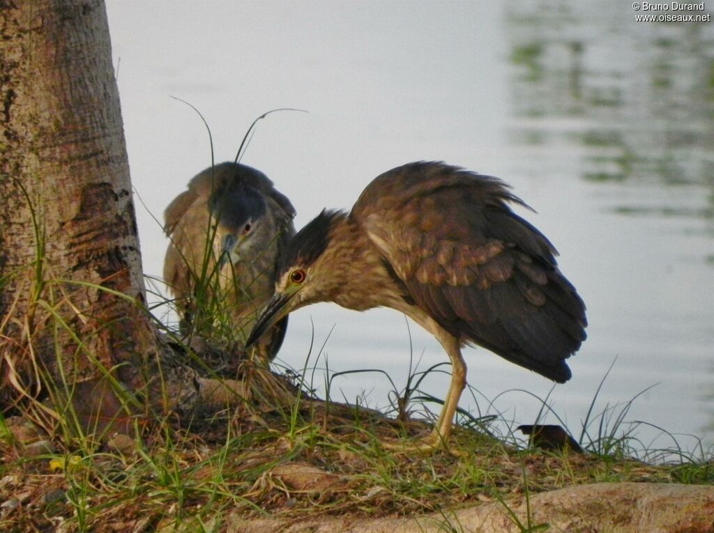 Black-crowned Night Heronimmature, identification, Behaviour