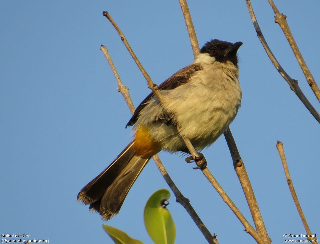 Sooty-headed Bulbul, identification