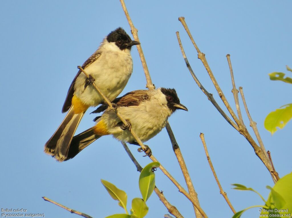Bulbul cul-d'or, identification, Comportement