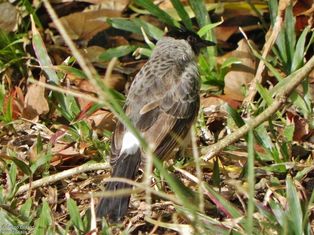 Bulbul cul-d'oradulte, identification
