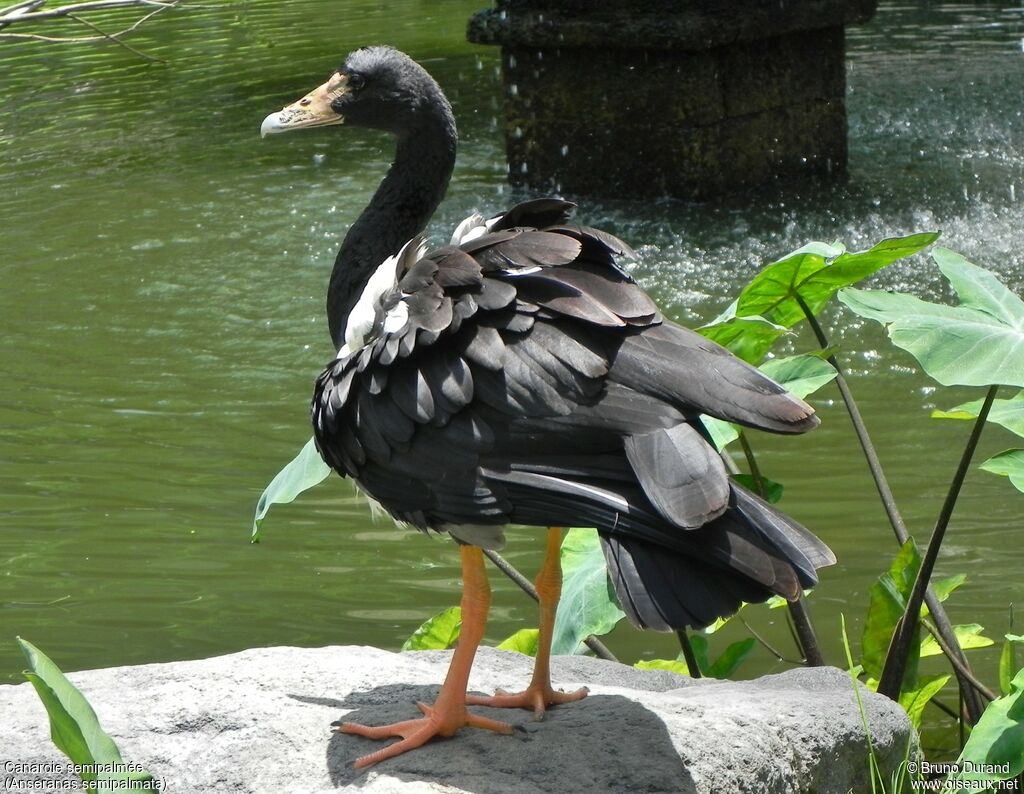 Canaroie semipalméeadulte, identification, Comportement