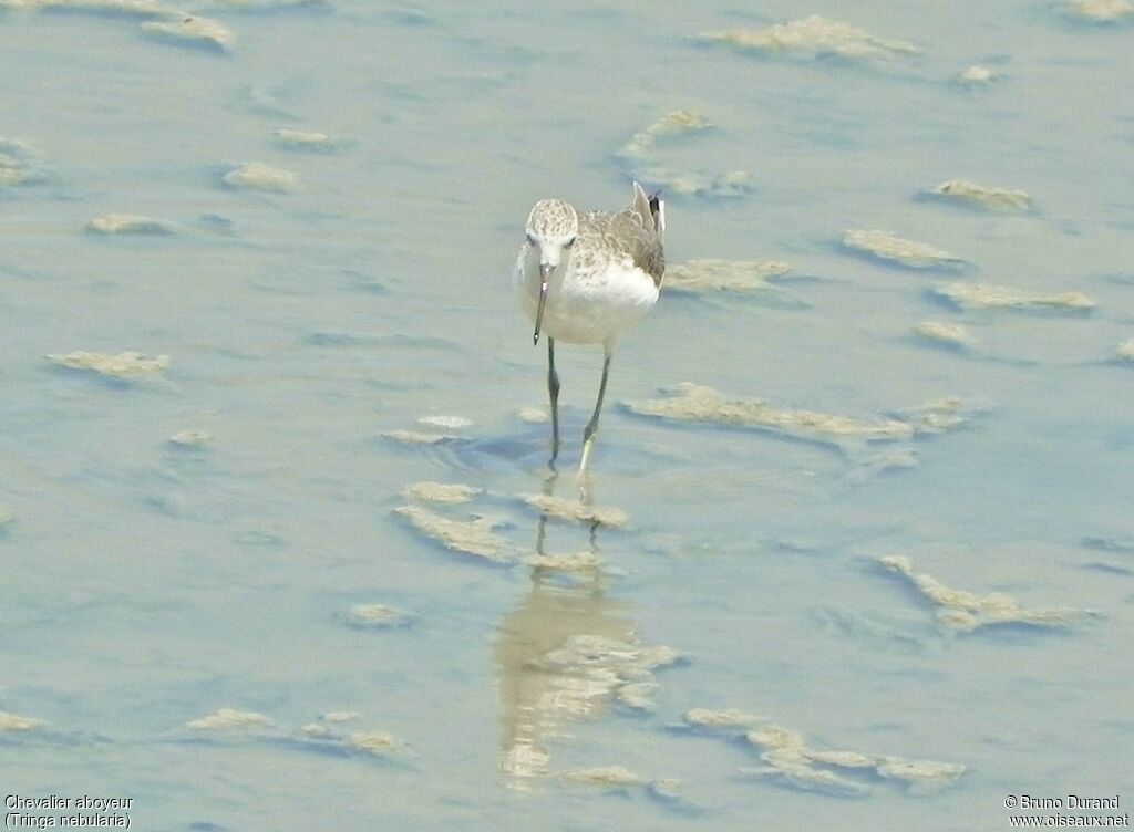 Common Greenshankadult, identification