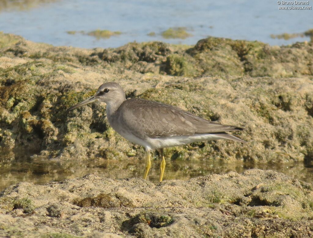 Grey-tailed Tattler, identification