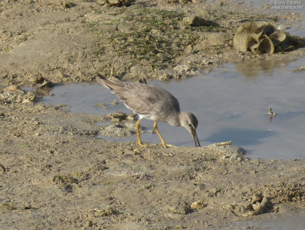 Grey-tailed Tattleradult, identification, Behaviour