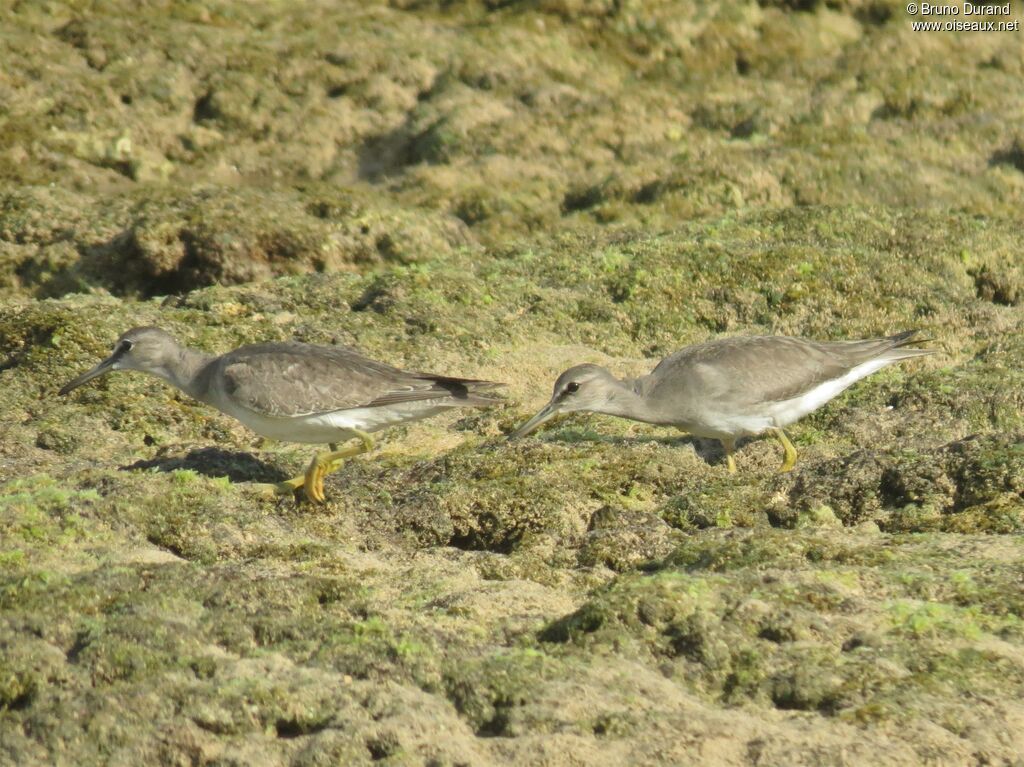 Grey-tailed Tattleradult, identification, Behaviour