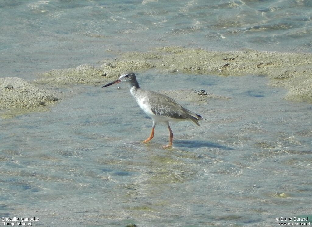 Chevalier gambette, identification