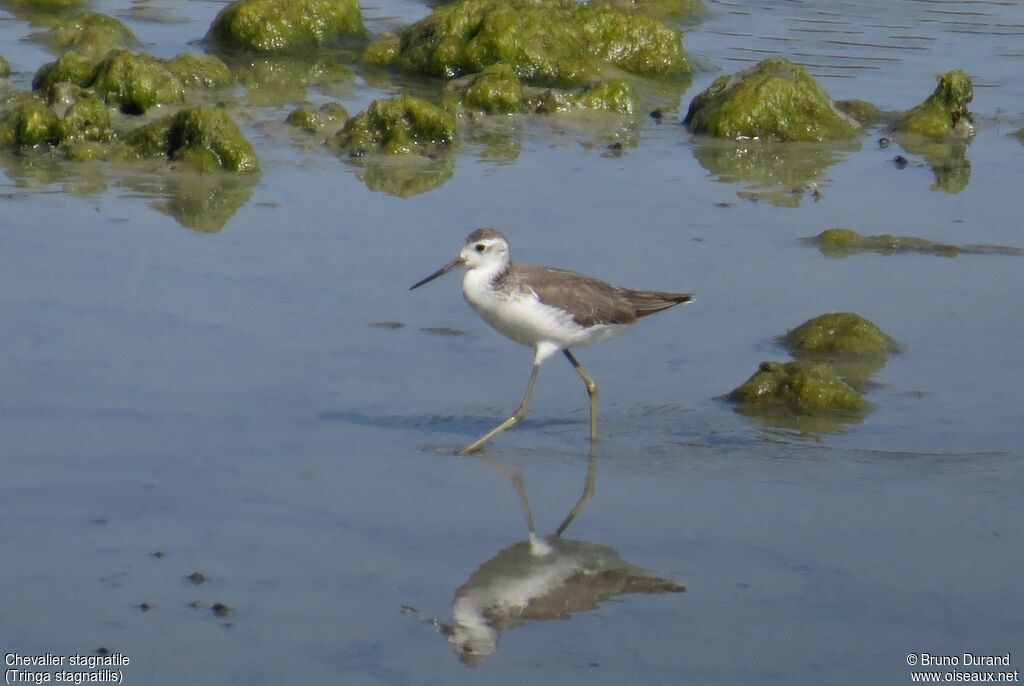 Marsh Sandpiper, identification