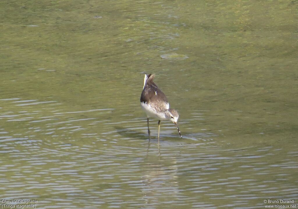 Marsh Sandpiperadult post breeding, identification, Behaviour