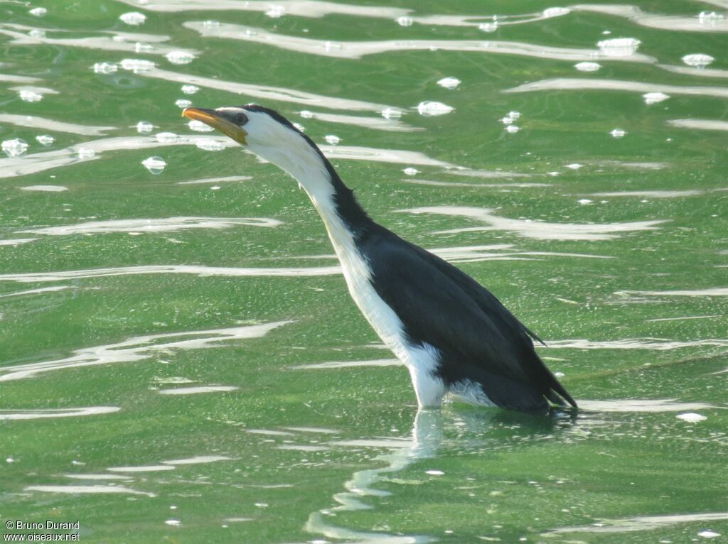 Little Pied Cormorantadult, identification, Behaviour
