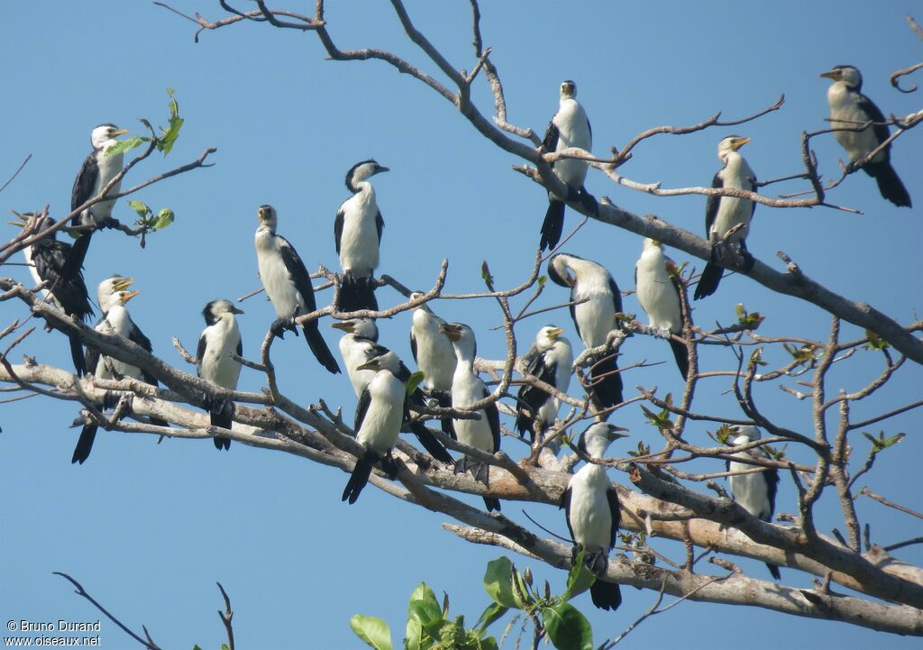 Little Pied Cormorant, Behaviour