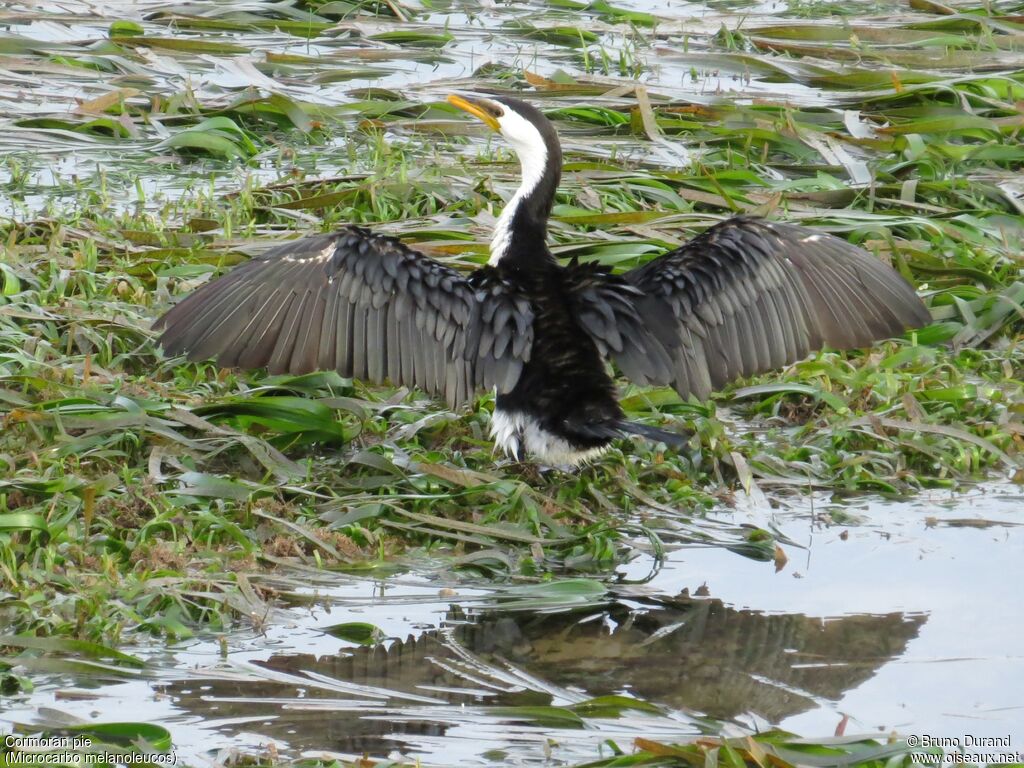 Little Pied Cormorant, identification, Behaviour