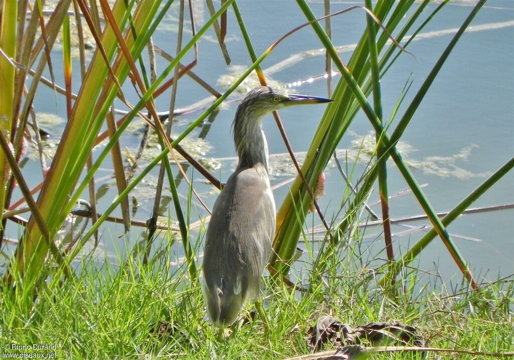 Javan Pond Heron