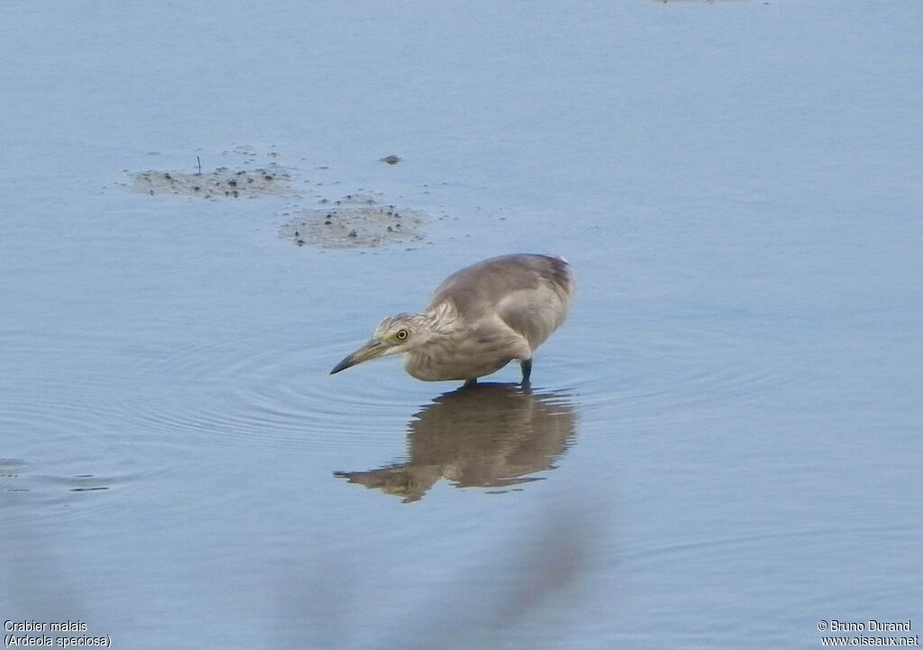 Javan Pond Heron, identification, Behaviour