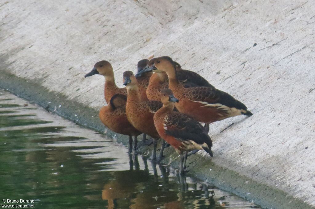 Dendrocygne à lunules, identification, Comportement