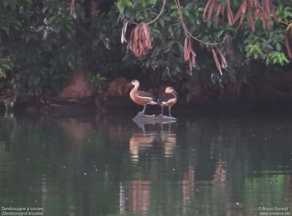 Dendrocygne à lunulesadulte, identification