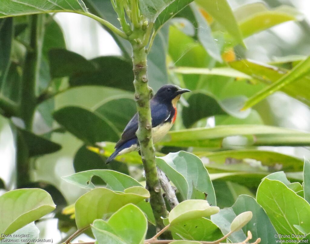 Javan Flowerpeckeradult, identification