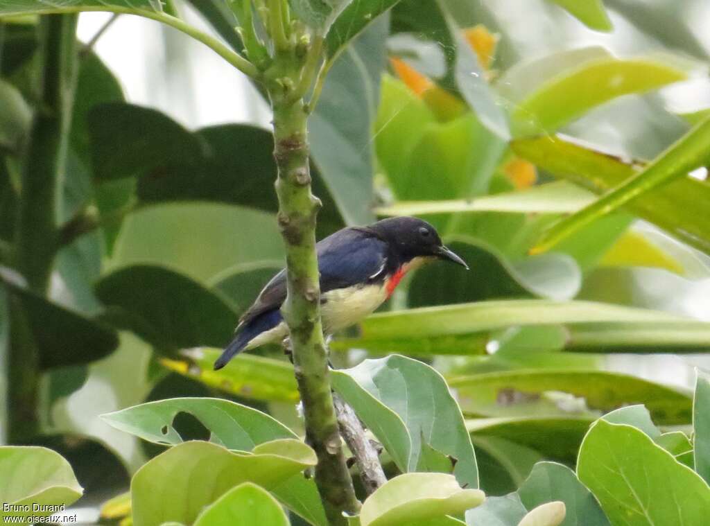 Javan Flowerpeckeradult, identification